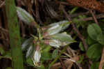 Bearded milkvetch